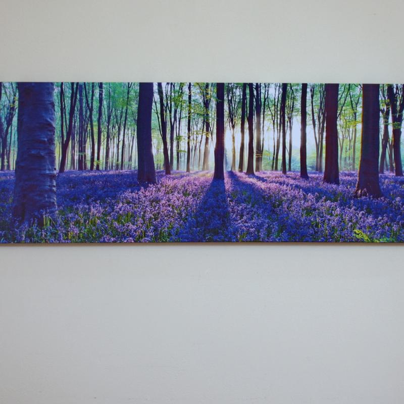 brian sidwell canvas bluebells