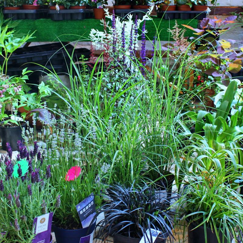 Dave's Plants Bideford Pannier Market